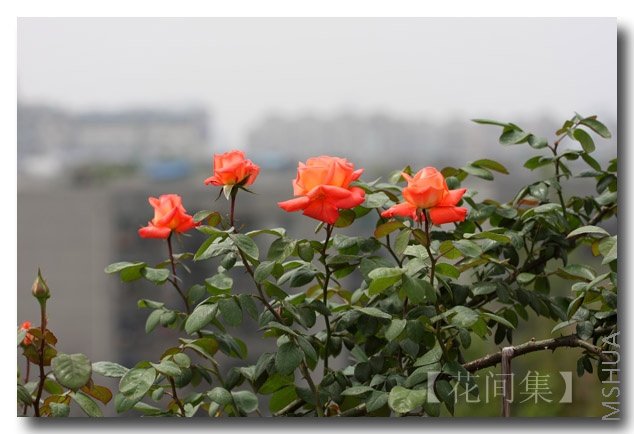 IMG_2361 ����.jpg