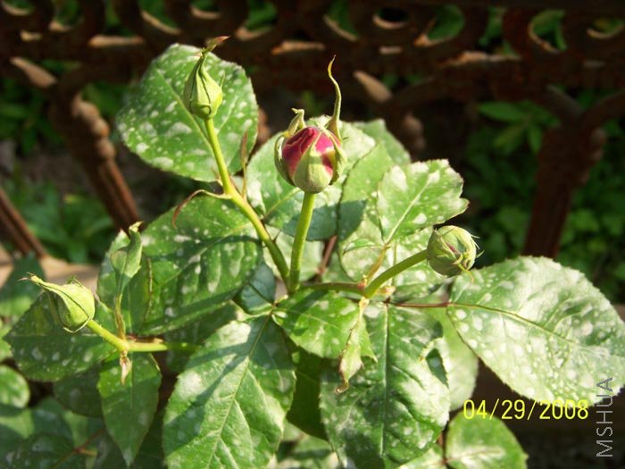 ��Ƭ 015.jpg