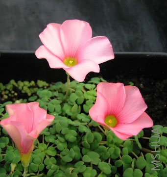 Oxalis fergusoniae3.jpg