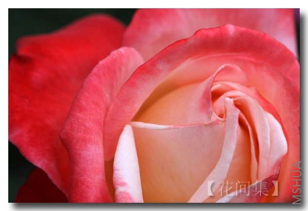 IMG_2445 ����.jpg