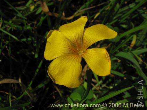 Oxalis mallobolva.jpg