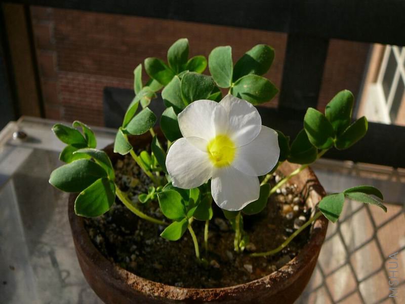 Oxalis adenodes.jpg