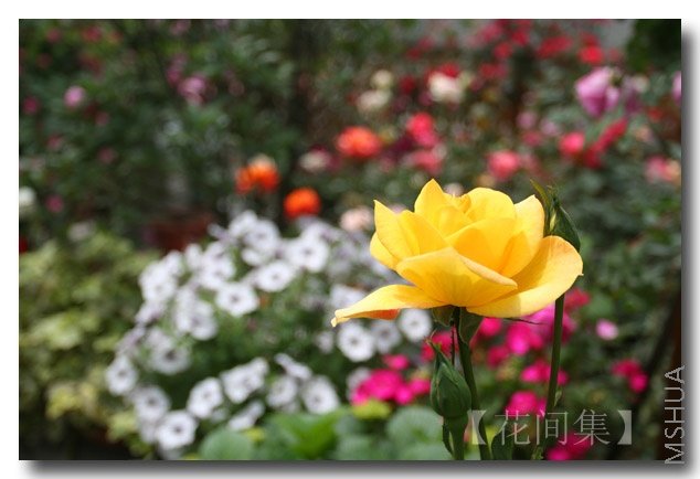 IMG_1183 ����.jpg