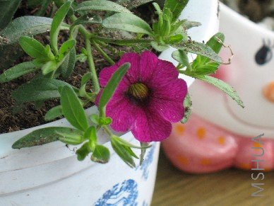 ʵ����ɫ����Ƭ�ÿ�����һ�ֺ������Ϻ�ɫ