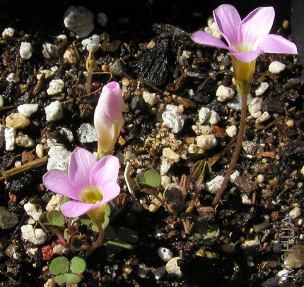 Oxalis commutata.jpg