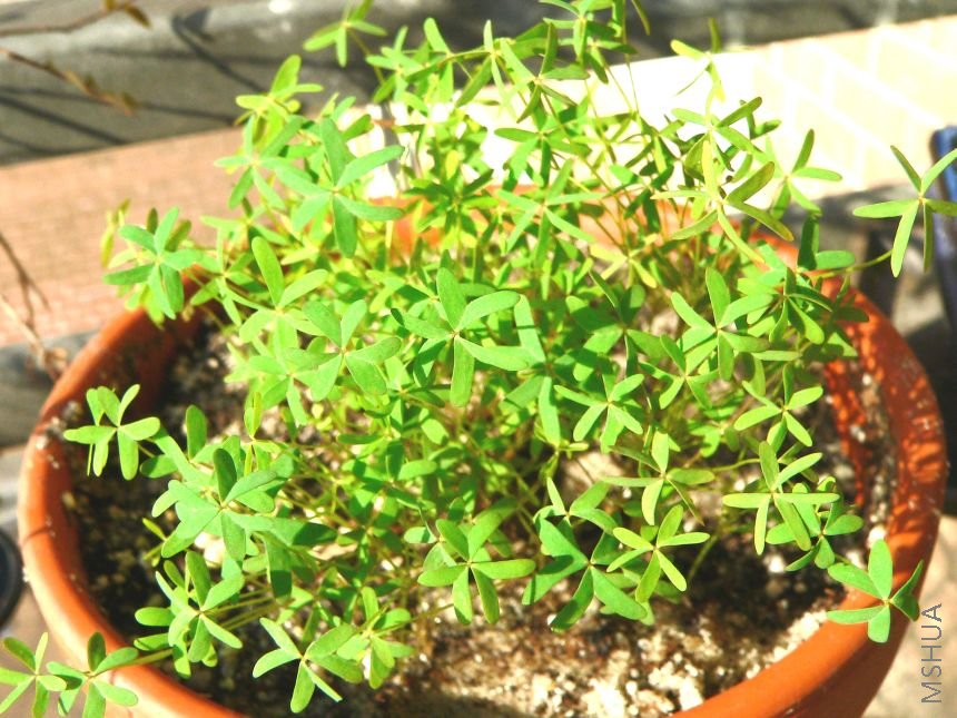 Oxalis dichomata.jpg