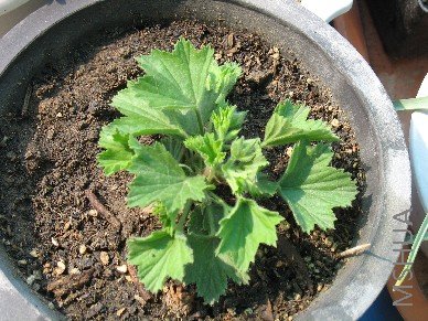 ����Ļ���������