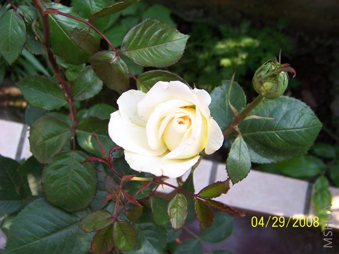 ��Ƭ 012.jpg