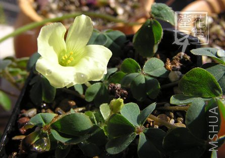 Oxalis brazil yellow.jpg