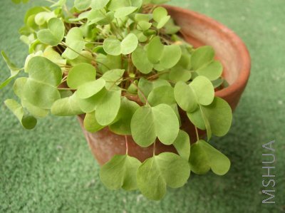Oxalis simplex.jpg