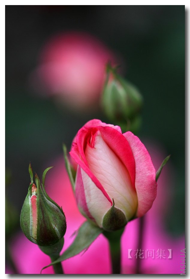 IMG_2388 ����.jpg