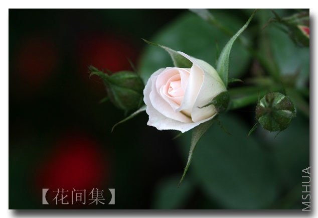 IMG_2458 ����.jpg