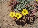 Oxalis micrantha.jpg