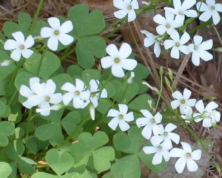 Oxalis crassipes.jpg