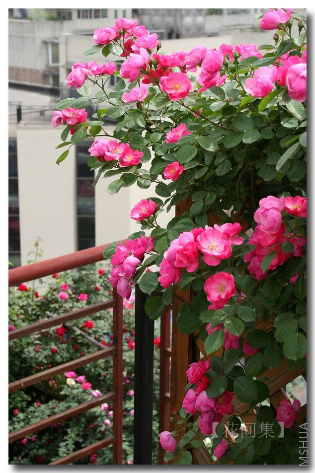 IMG_1186 ����.jpg