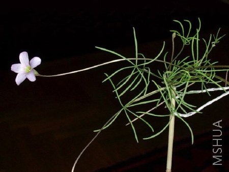 Oxalis polyphylla pentaphylla.jpg