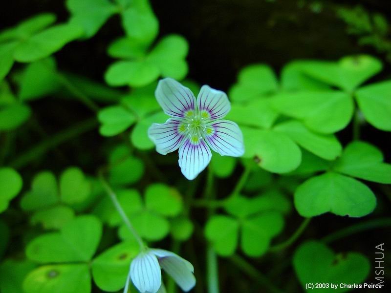 Oxalis montana2.jpg