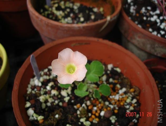 Oxalis pulchella var.tomentosa.jpg