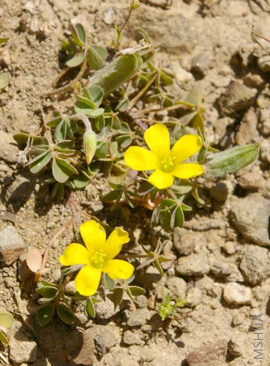 Oxalis albicans subsp. Pilosa2.jpg