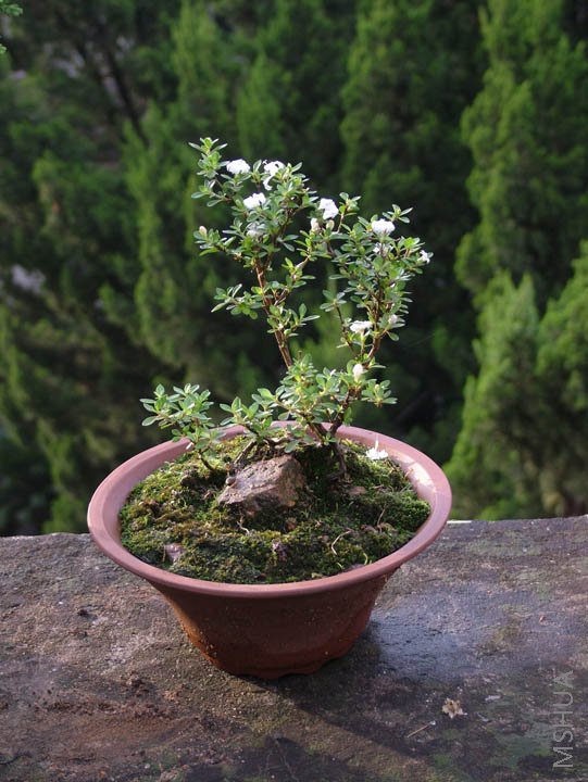 ��һ�裬����ȥ�����֣���ʵ����֦�ɶ���������