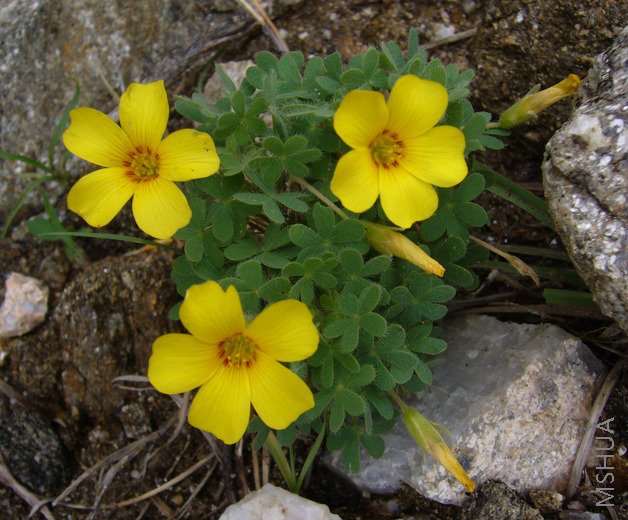 Oxalis conorrhiza2.jpg
