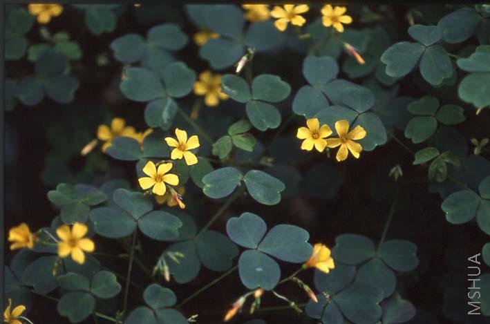 Oxalis vulcanicola.jpg