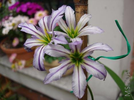 ����ٺ��ֶ���һ��