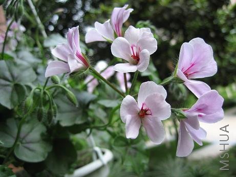 ����Ļ�����