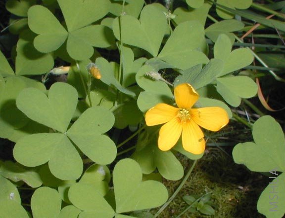 Oxalis suksdorfii.jpg