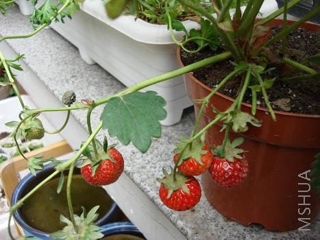 ��ݮ����