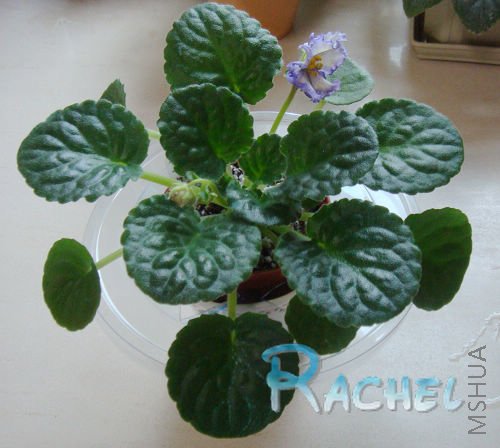 �����������ɣ���