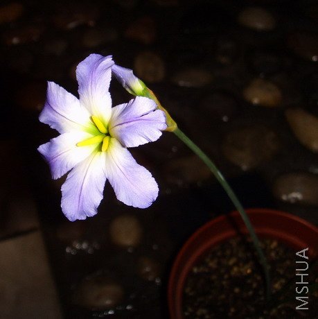 ���� SSL25171.jpg