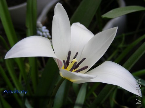 Tulip clusiana Lady Jane 4.jpg