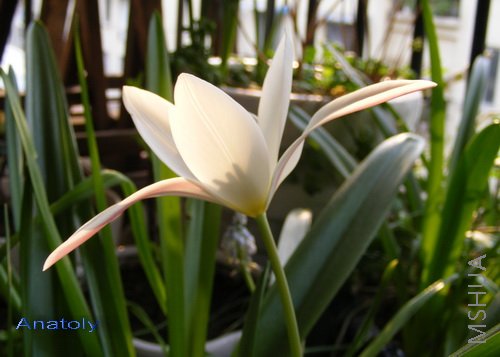 Tulip clusiana Lady Jane 2.jpg