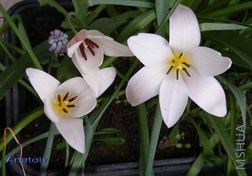 Tulip clusiana Lady Jane 5.jpg