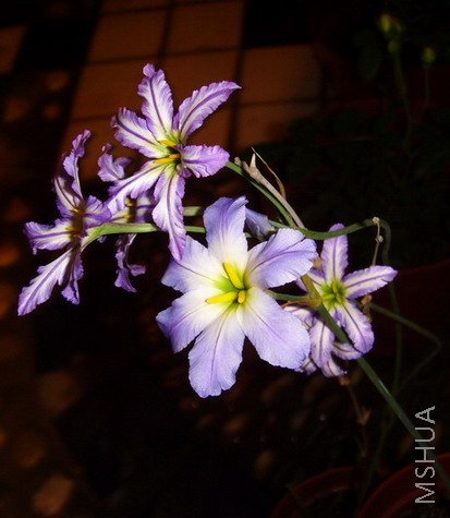 ���� SSL25191.jpg