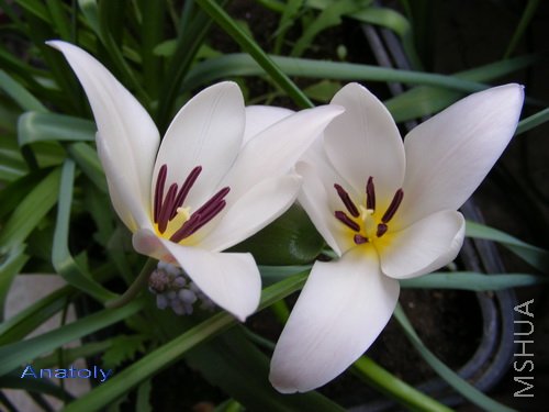 Tulip clusiana Lady Jane 3.jpg