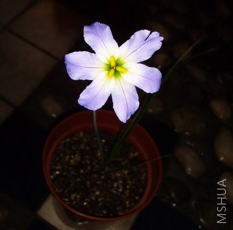 ���� SSL25169.jpg