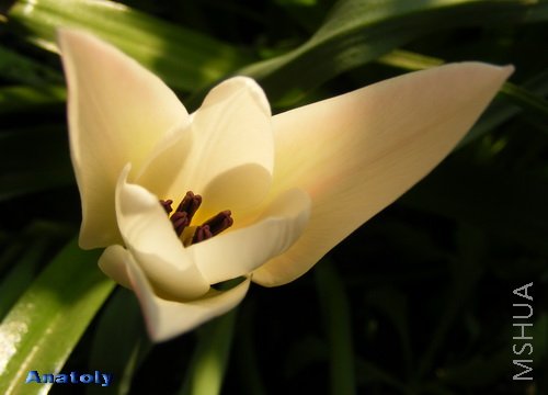 Tulip clusiana Lady Jane 1.jpg