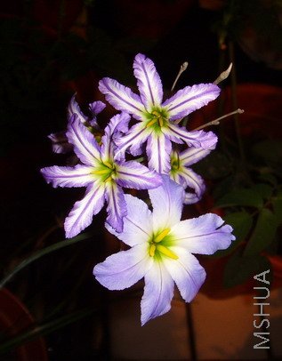 ���� SSL25187.jpg