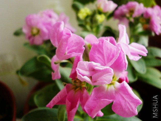 �Ŀ���һ�õ��꣬С���к��ˣ���