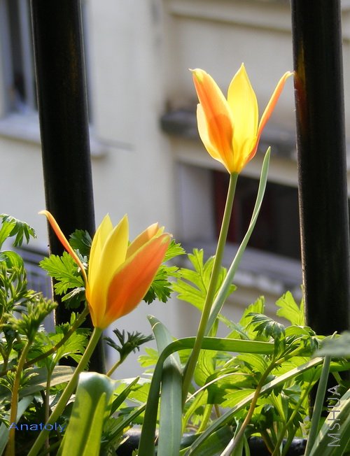 Tulip clusiana Tubergen's Gem.jpg