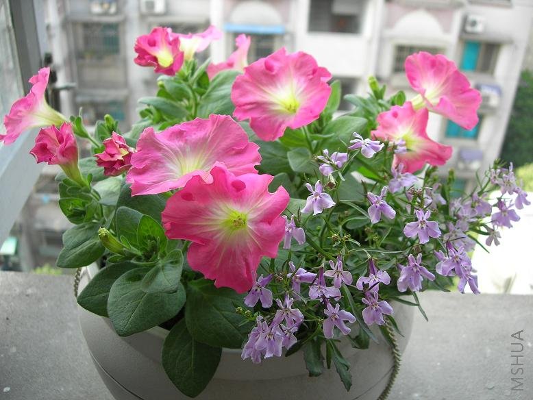 ����õ����С��