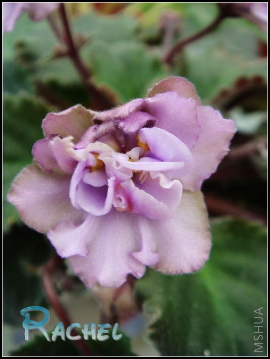 DSC01007.JPG