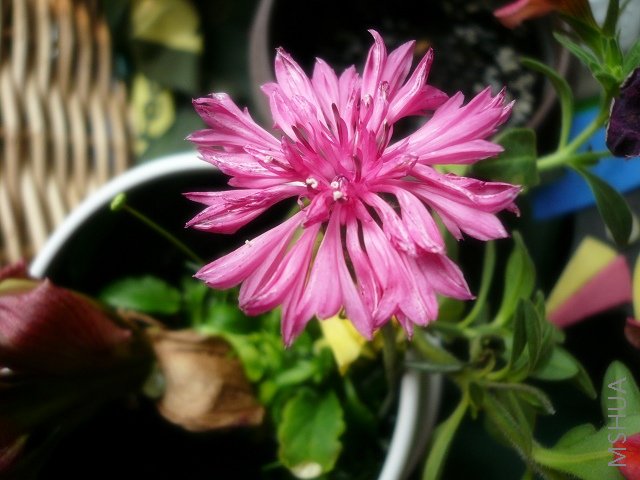 ����Ƥʵ��ʸ���գ���̨���̫�󣬴�����