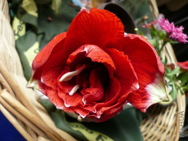 ���������죬Ϊ���������ˣ����Ǵ�˵�еİ�ɫ