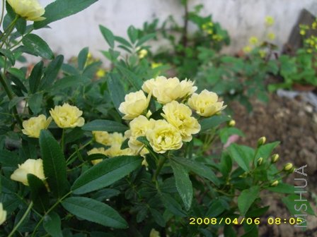 ��Ƭ 036.jpg