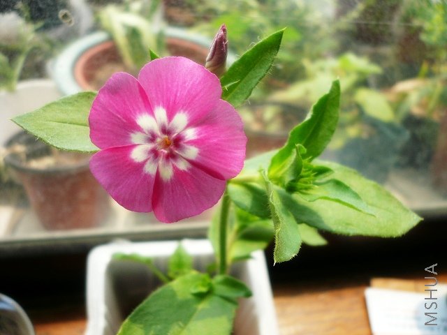 ����ĸ�»�����ǳ�����