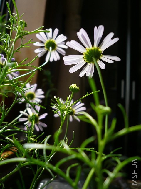 ���ķ�����ʺϷ���