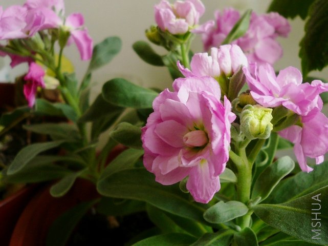 ͬʱ���ŵ�һ��������������Ϯ��